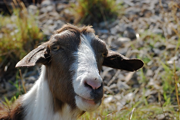 Image showing Nanny goat head