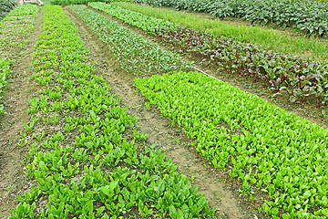 Image showing farm field