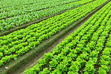 Image showing lettuce plant in field