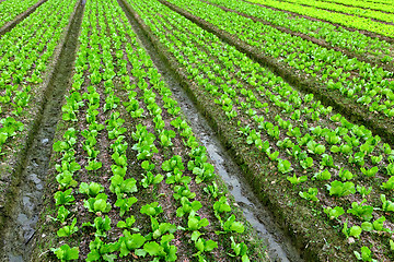 Image showing lettuce plant in field