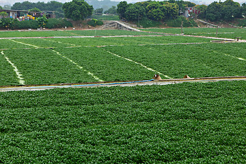 Image showing farm