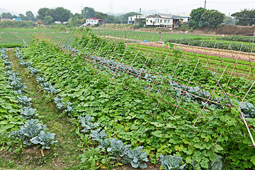 Image showing farm field