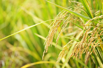 Image showing paddy rice