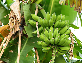 Image showing banana on tree