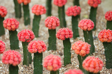 Image showing Cactus