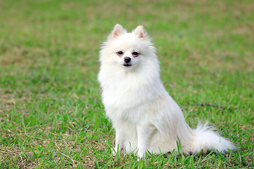 Image showing white pomeranian dog