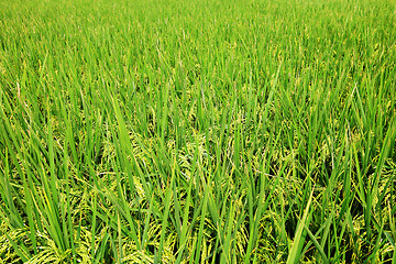 Image showing paddy rice field