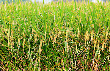 Image showing paddy rice field