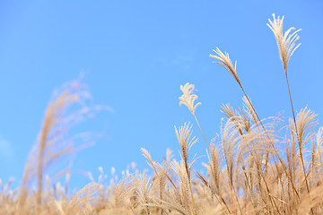 Image showing grass in autumn