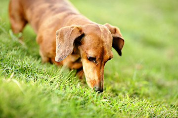 Image showing dachshund dog