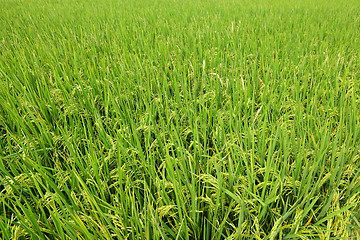 Image showing paddy rice field