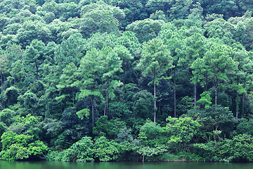 Image showing Green trees by the lake