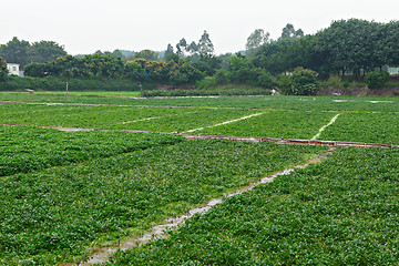 Image showing farm