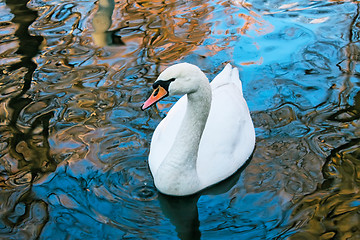 Image showing Adult white swan