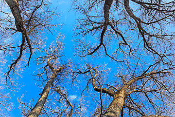 Image showing Tops of naked fall trees