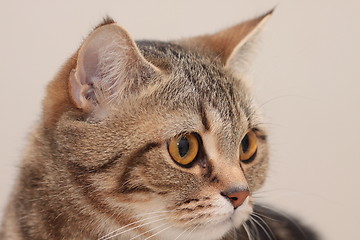 Image showing Cat's portrait