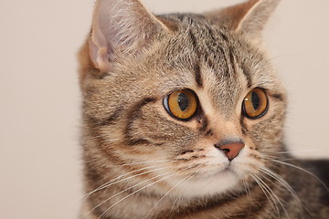 Image showing Cat's portrait