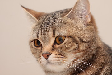 Image showing Cat's portrait