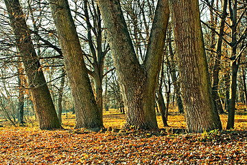 Image showing Trunks of large old trees