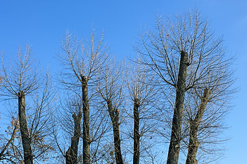 Image showing Truncated of treetops