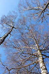 Image showing Tops of fall birch trees