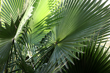 Image showing Washington palm