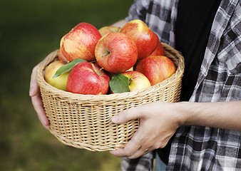 Image showing Apples