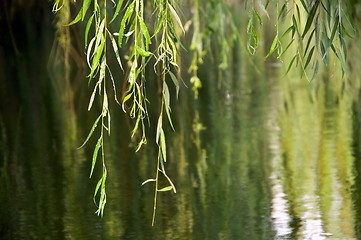 Image showing Tree leaves in water background