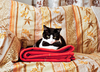 Image showing Elegant cat on sofa