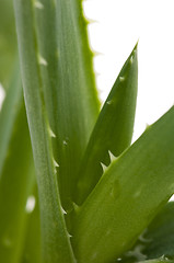 Image showing Aloe vera - herbal medicine 