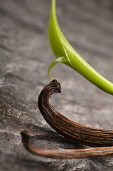 Image showing Vanilla Planifolia Vine and Dried Vanilla Pods 