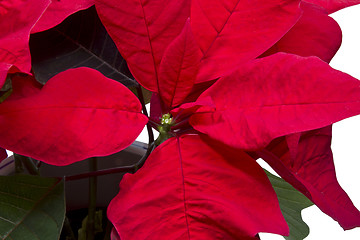 Image showing Christmas Flower