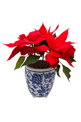 Image showing Christmas Flower 