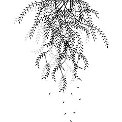 Image showing Branch of willow