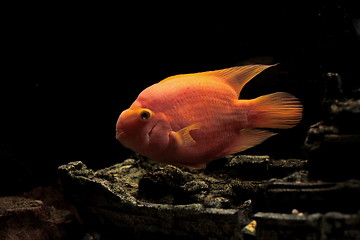 Image showing parrot fish    