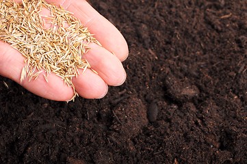 Image showing sowing hand