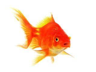 Image showing goldfish