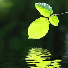 Image showing green leave and water