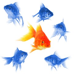 Image showing individual goldfish