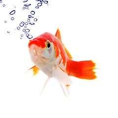 Image showing goldfish and bubbles