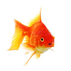 Image showing goldfish