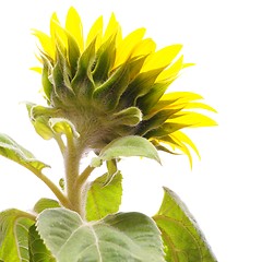 Image showing sunflower