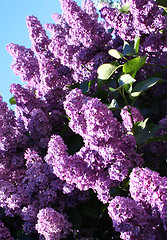 Image showing Lilac with leaves on a blue sky background
