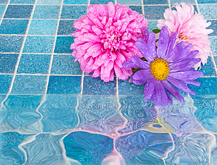 Image showing Flowers in Bathroom