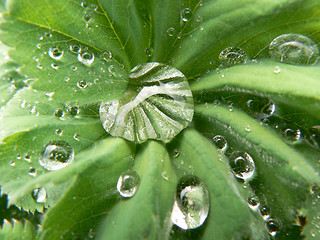 Image showing Dew on leaf