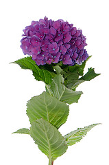 Image showing Lacecap Hydrangea (macrophylla normalis)