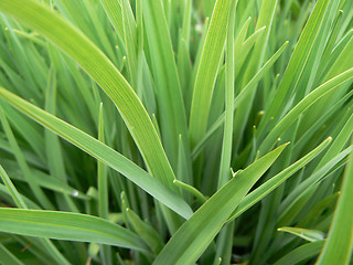 Image showing Green grass