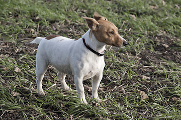 Image showing Jack Russell terrier