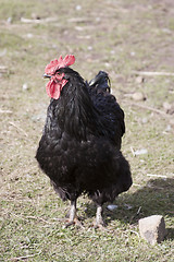 Image showing Cochin hen