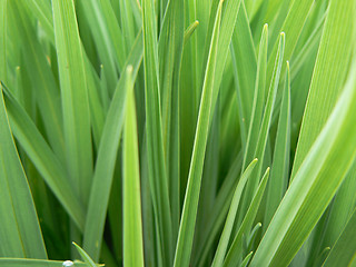 Image showing Green grass